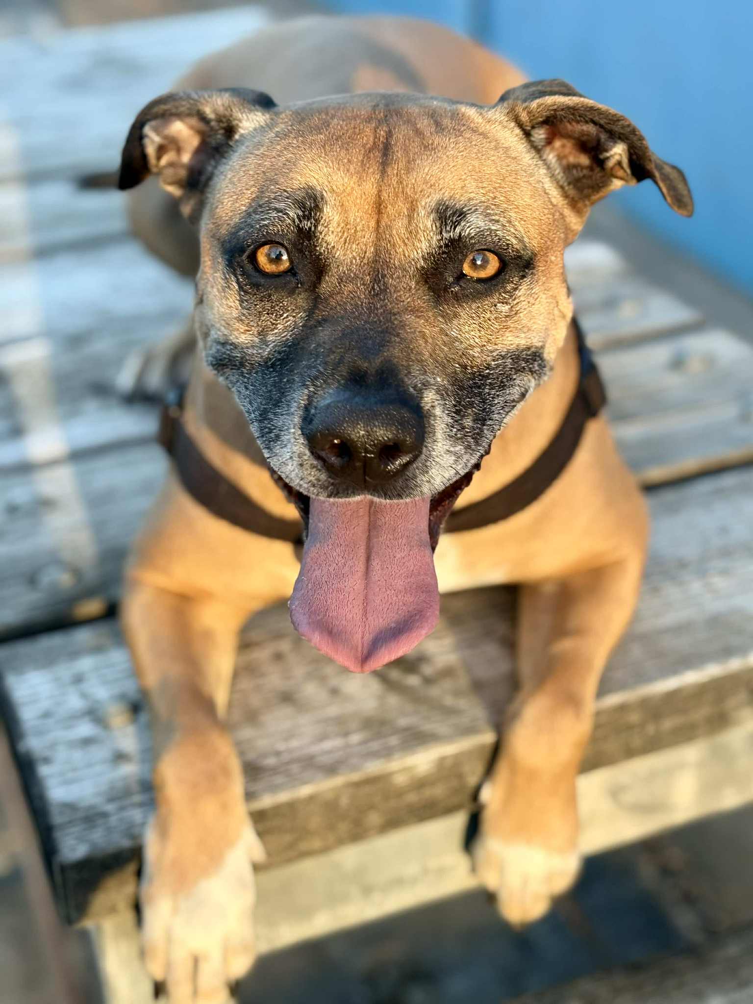RSPCA QLD - Meet Mia👋 This sweet youngster is on the hunt for her ...