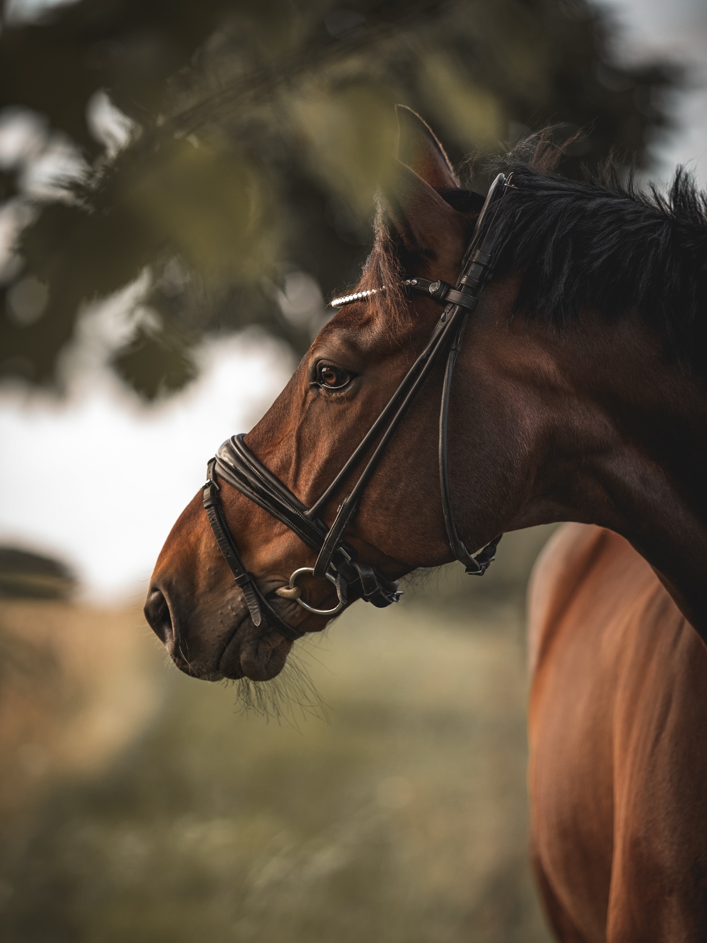 Bride D'équitation Finesse Cassidy Snaffle - Taille Cob - Occasion En Bon état