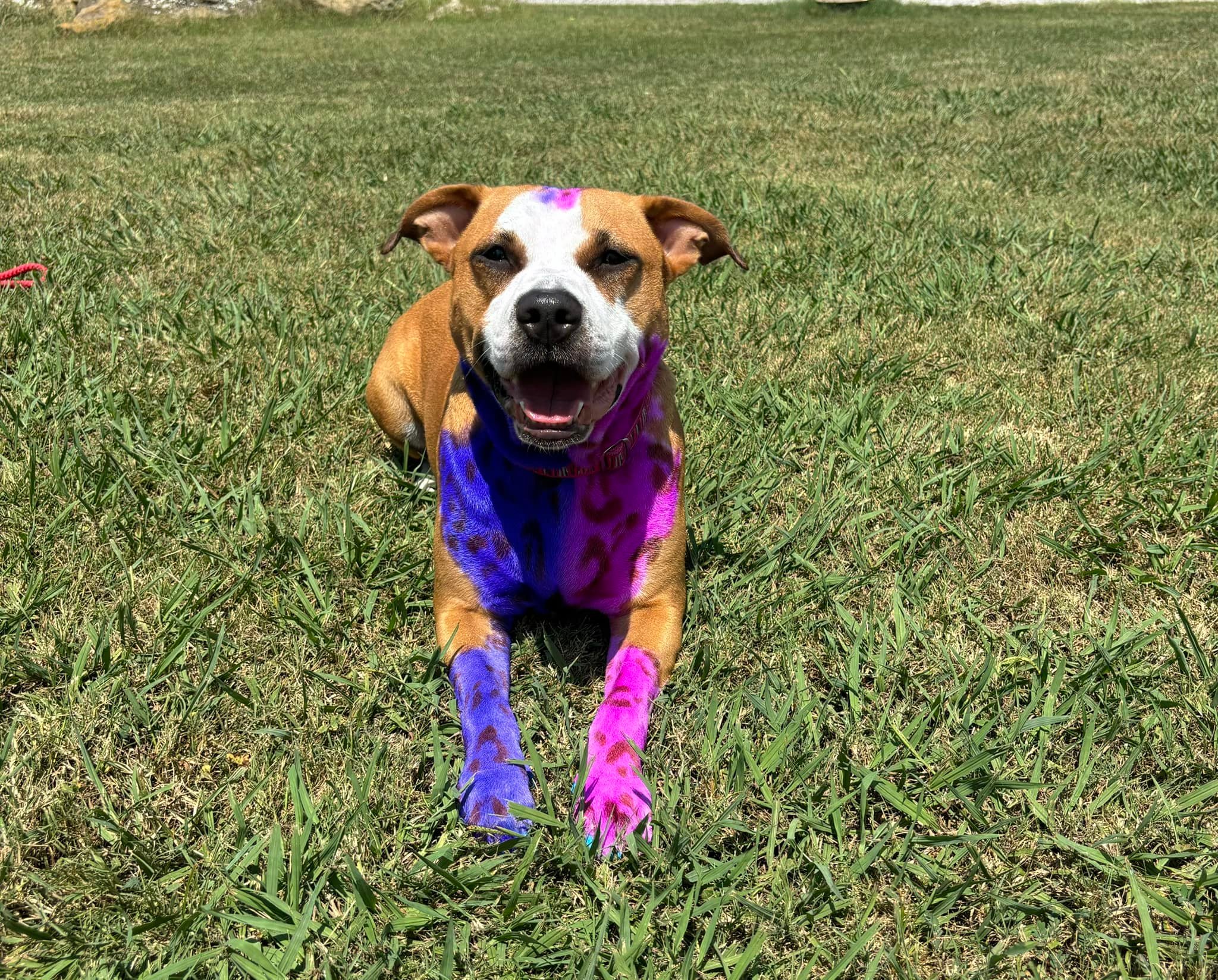 RC Kennels Grooming &amp; Daycare | Collinsville OK