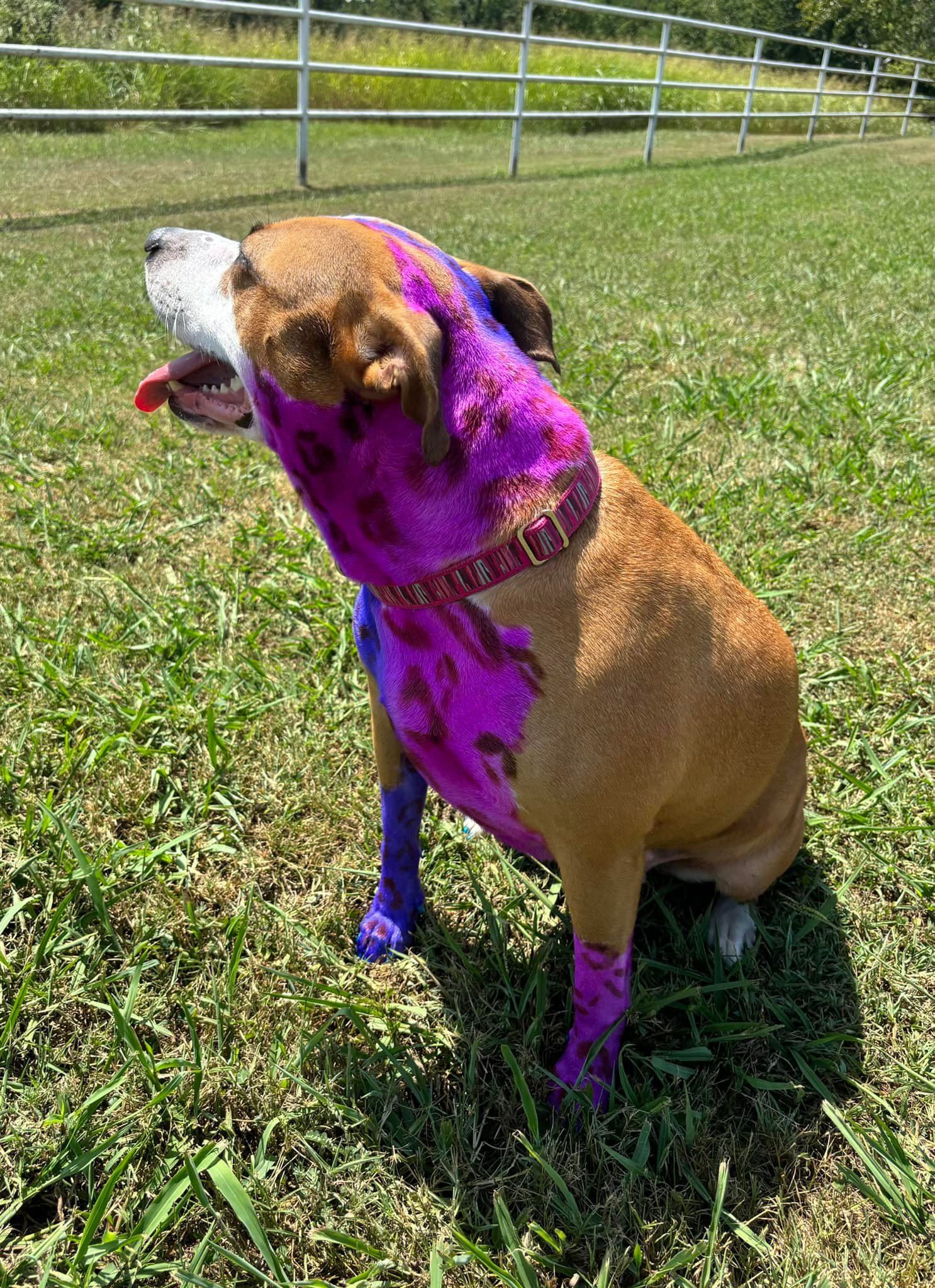 RC Kennels Grooming &amp; Daycare | Collinsville OK