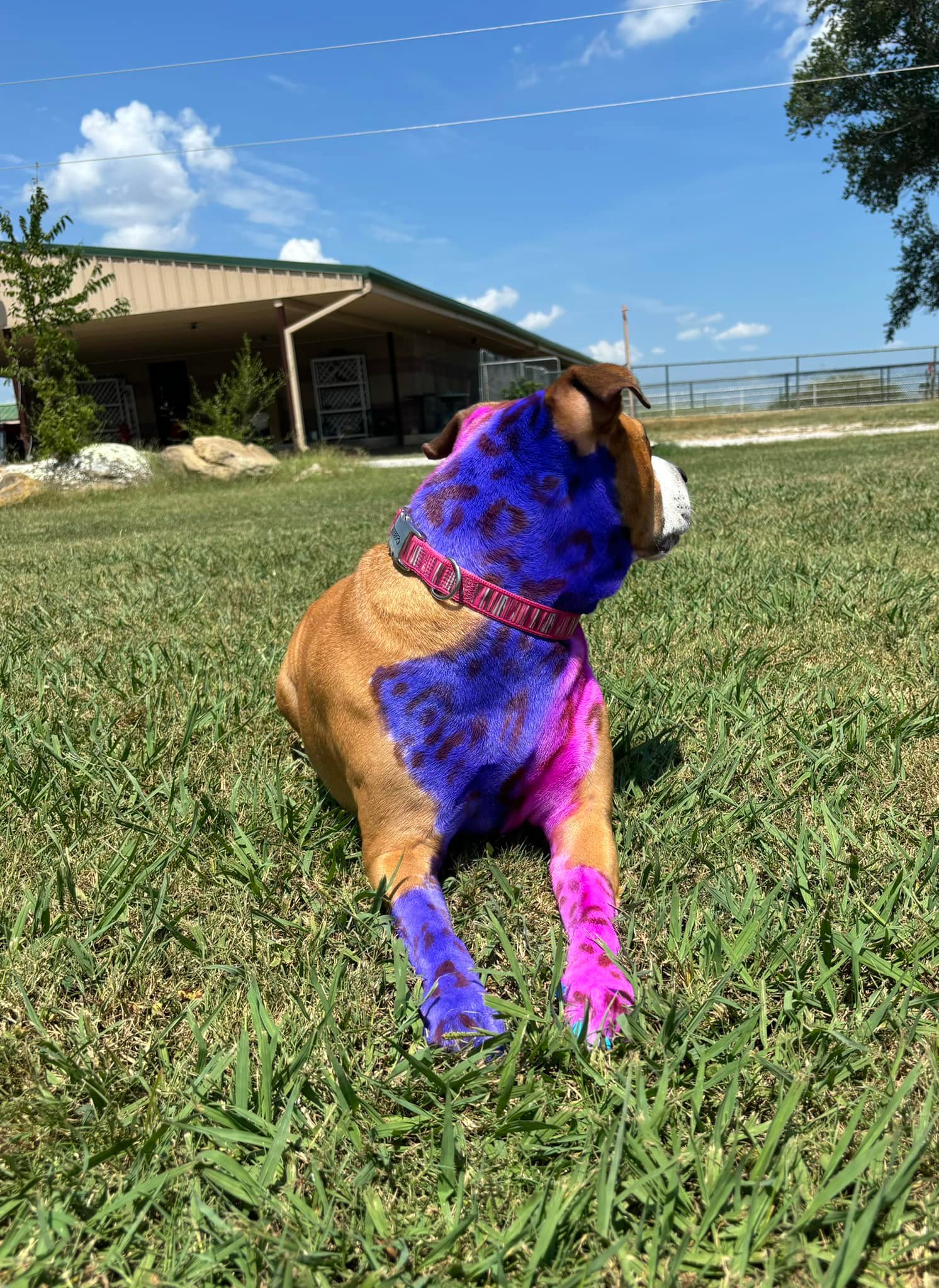 RC Kennels Grooming &amp; Daycare | Collinsville OK