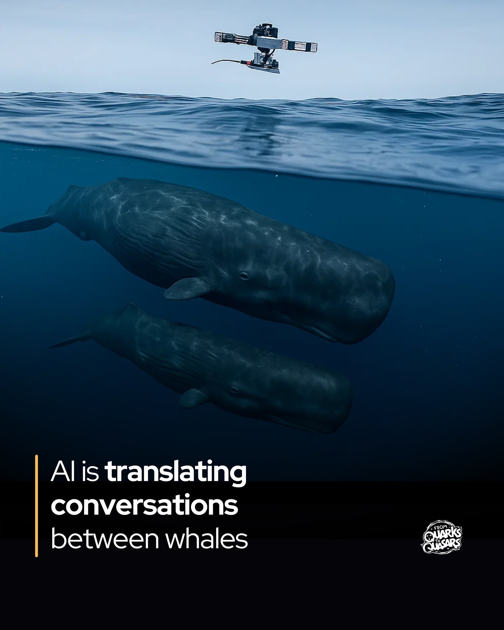 AI decodes animal speech patterns