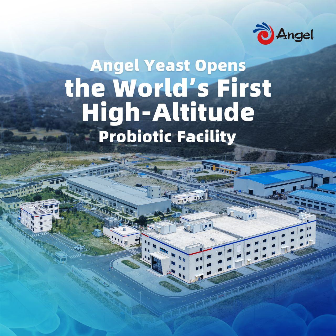 Angel - 🌍 #AngelYeast Unveils the World’s First High-Altitude Probiotic ...