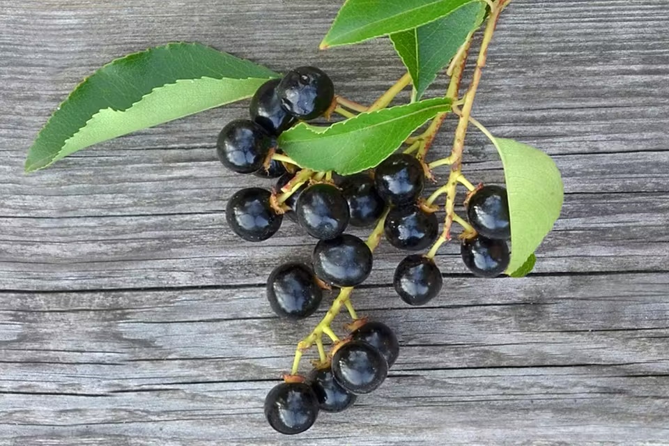 Ohio - Black cherry trees are native to Ohio and grow in forests and ...