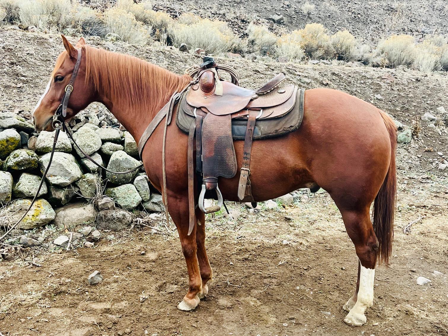 Winnemucca - Introducing: Cutacow Copperzipper 