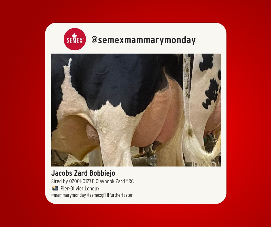 Check out this #mammarymonday photo! It's Jacobs Zard Bobbiejo