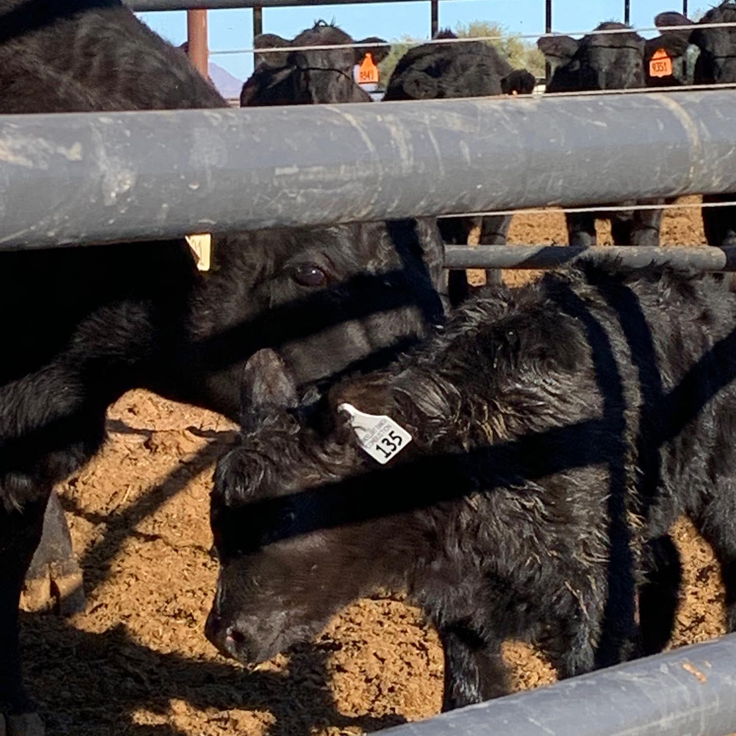 Sandelbay Ranch | Gila Bend AZ