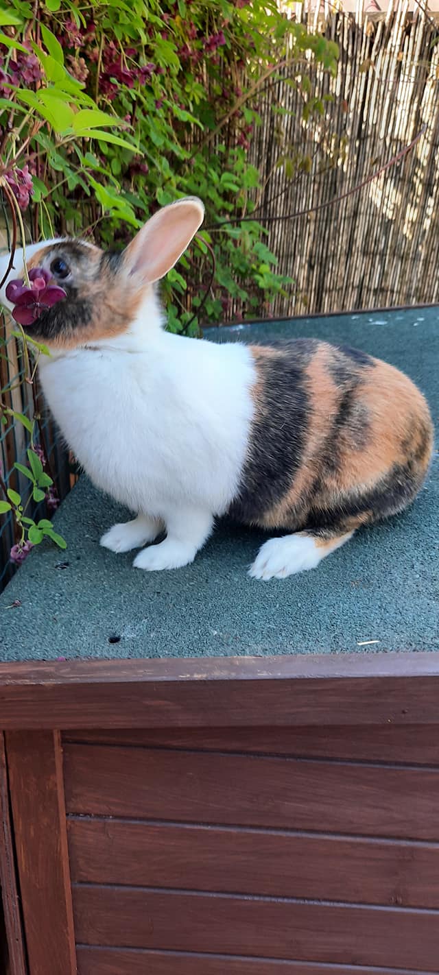 Tri-Coloured Rabbits