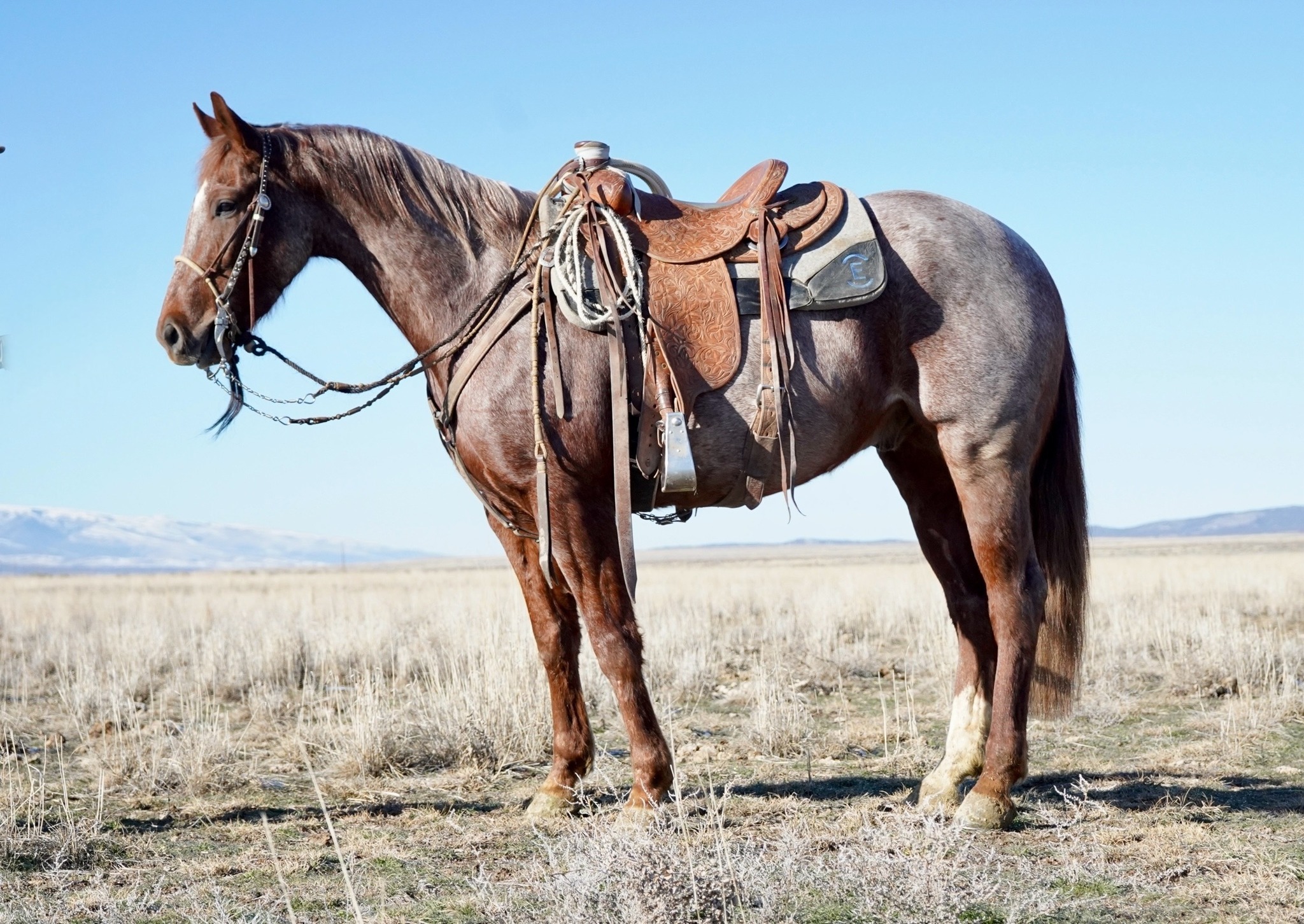 Introducing:... - Winnemucca Ranch Hand Rodeo Weekend | Facebook