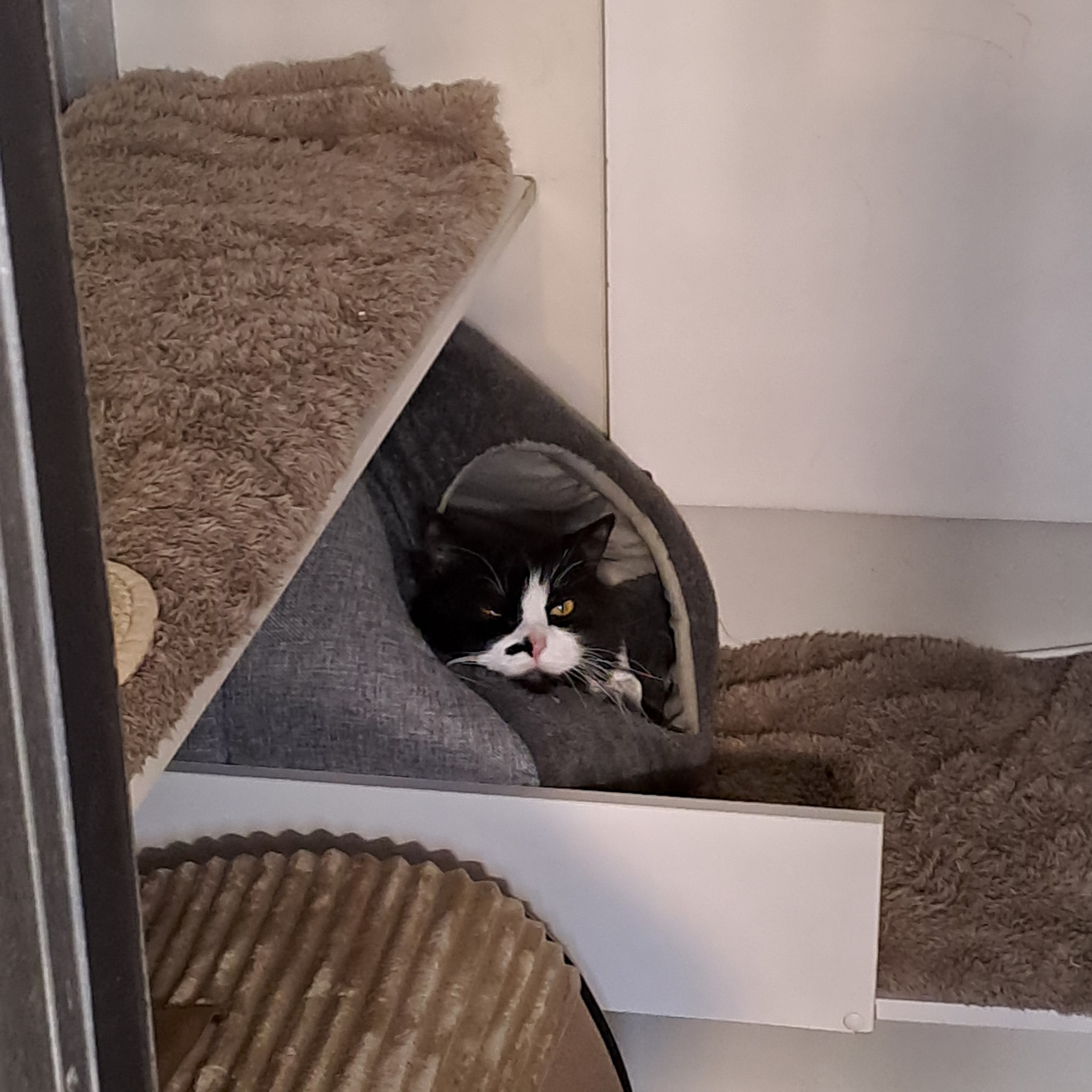 Riverside... - Riverside Cattery Luxury Cat Accommodation