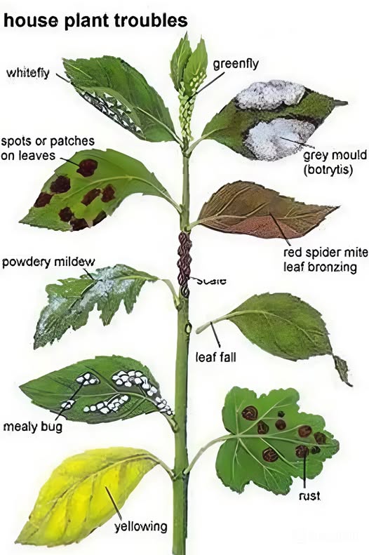 Agricultural - Identification of plant pests and diseases Here we ...