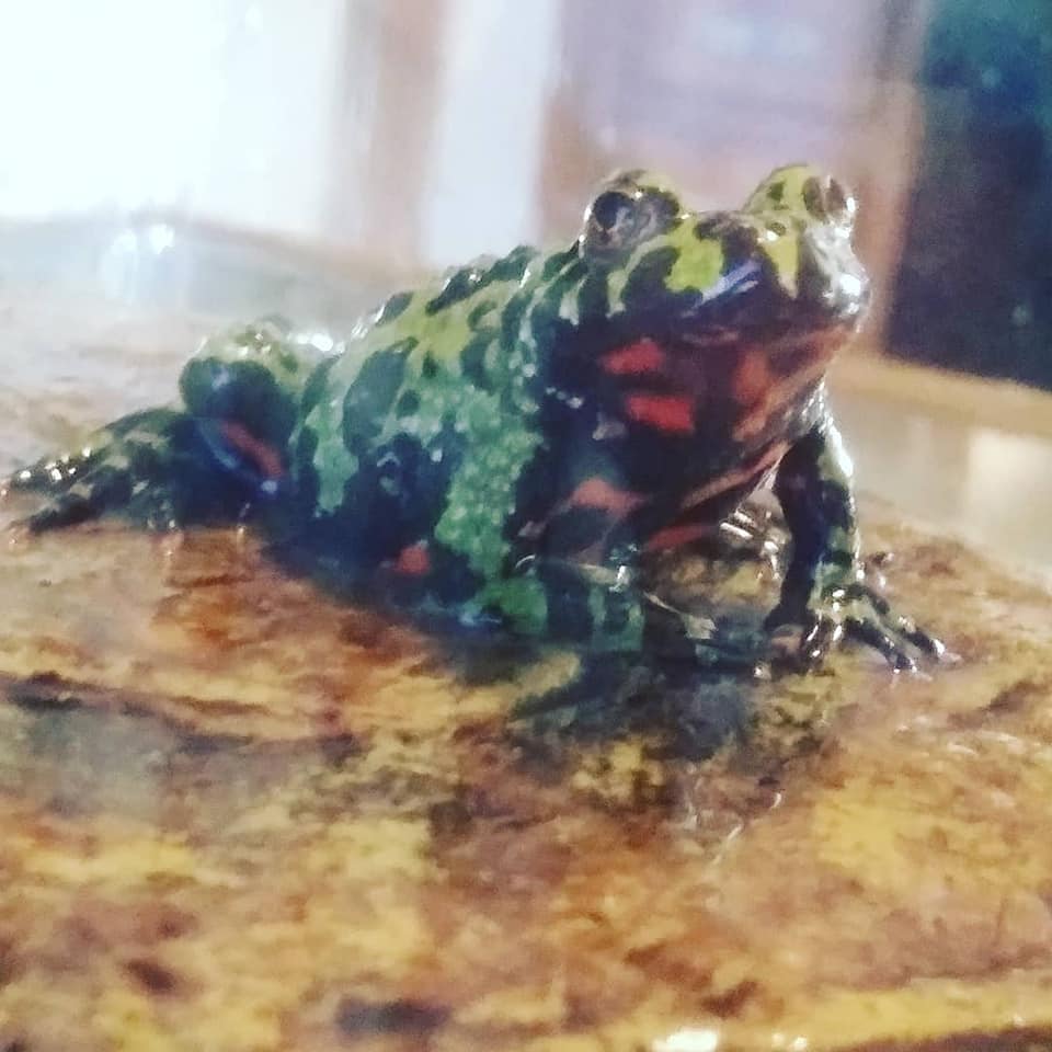 My rarely shown Fire-Bellied Toad... - Ry the Reptile Guy