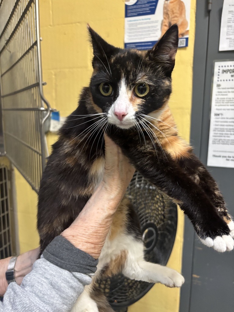 Do you recognize this cat? She has been hanging around 8th St in