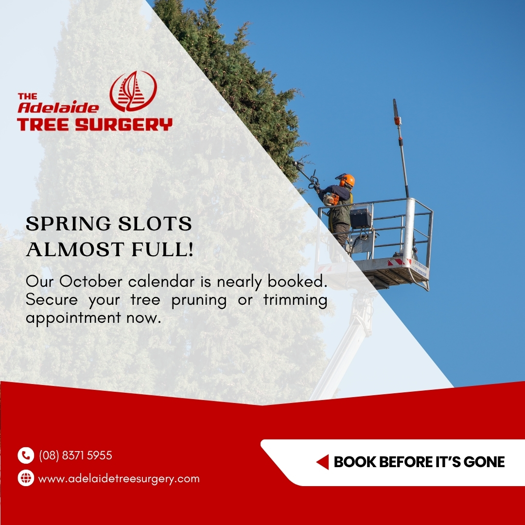 Spring is peak tree care season -... - Adelaide Tree Surgery | Facebook
