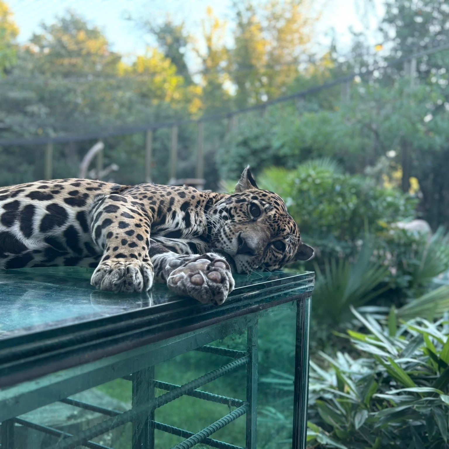 Beliza says happy... - Mesker Park Zoo & Botanic Garden | Facebook