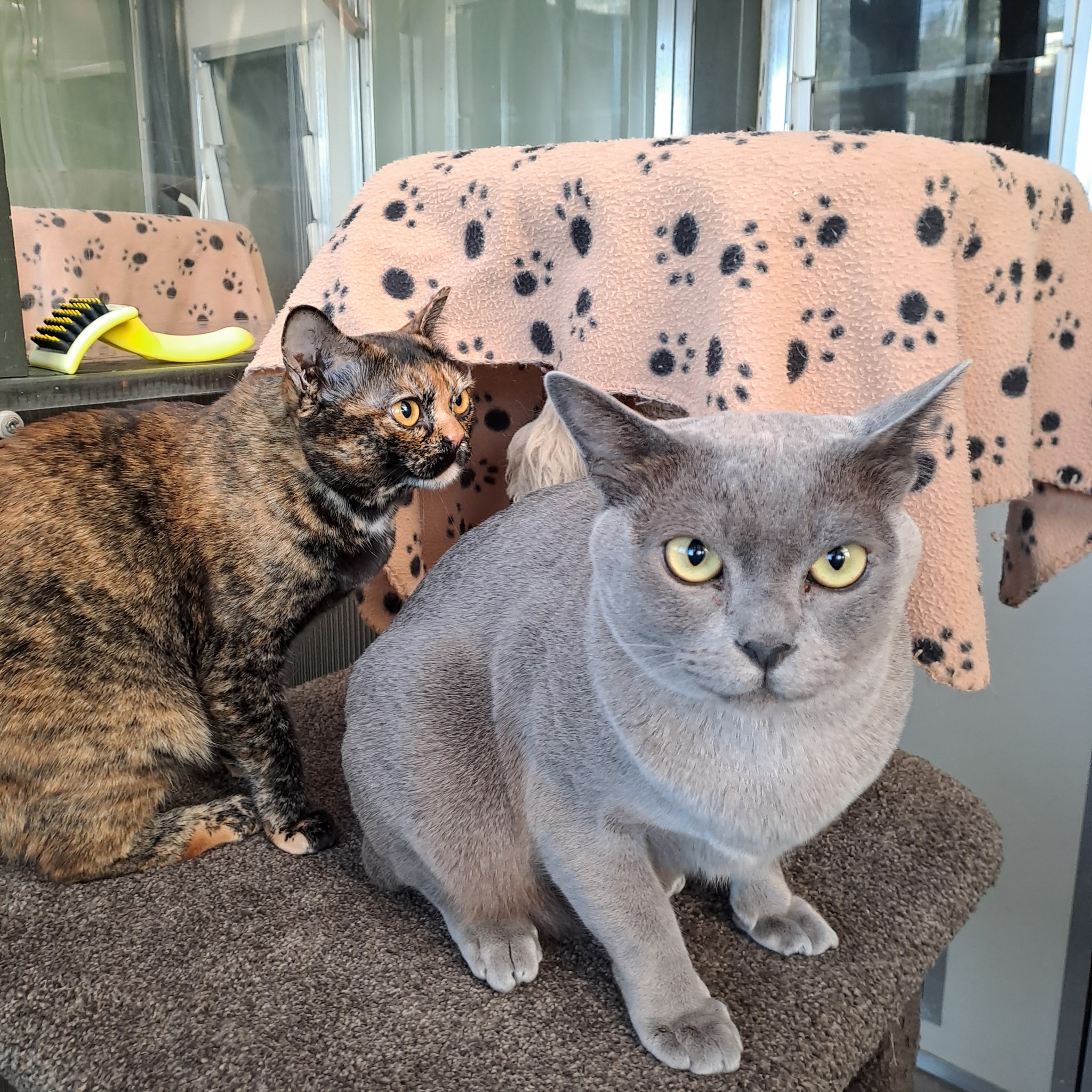 Riverside... - Riverside Cattery Luxury Cat Accommodation
