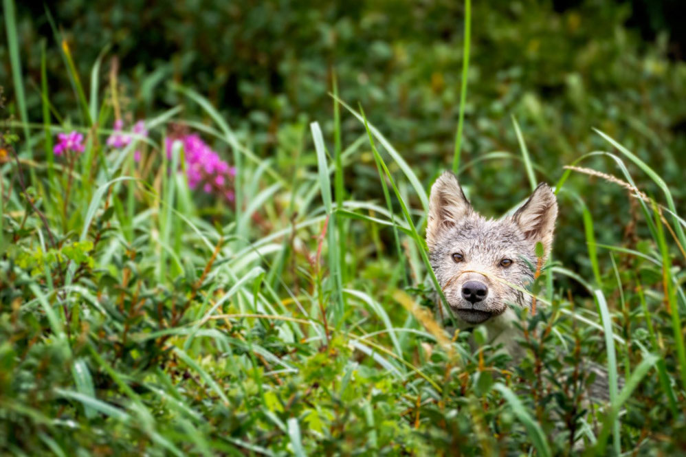 Churchill - Wolf pup in the grass at Nanuk Polar Bear Lodge. Desiree ...
