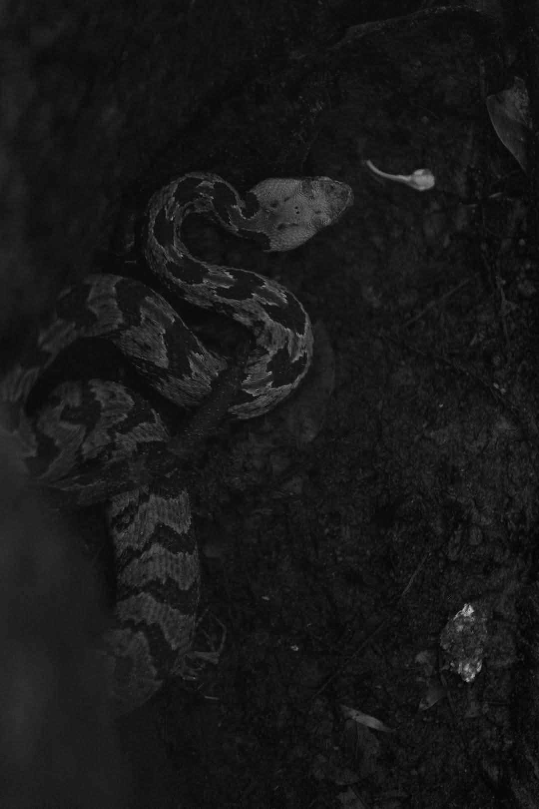Rare Encounters Photography