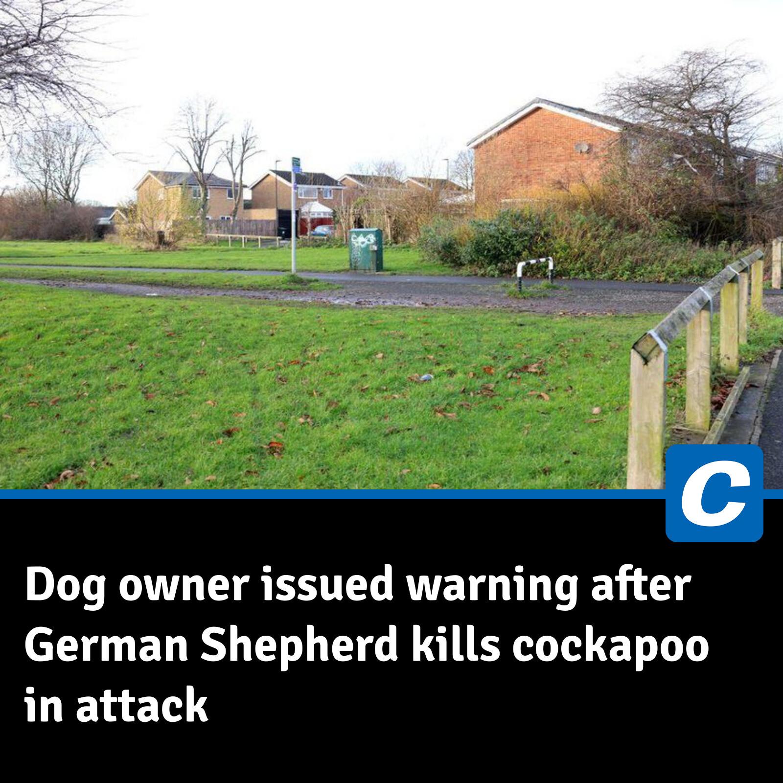 Newcastle - The cockapoo was being walked in Wallsend when the larger ...