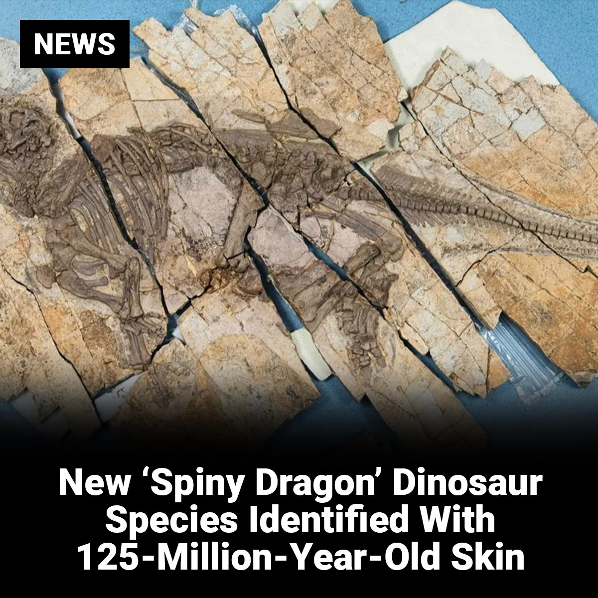Faves - For a while, we thought dinosaurs were pretty much just huge ...
