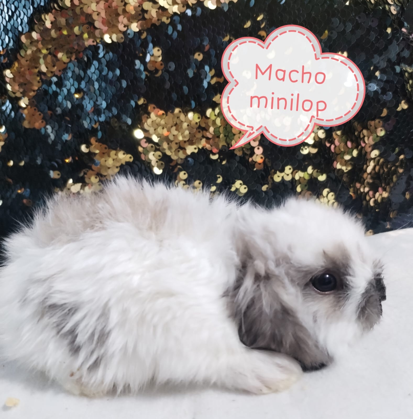 Veterinaria Bien Perro added a... - Veterinaria Bien Perro