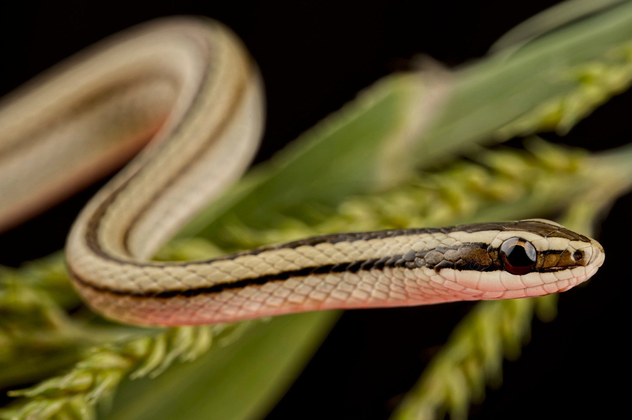 Reptiles4all - The Lined ground snake (Lygophis lineatus) is a small ...