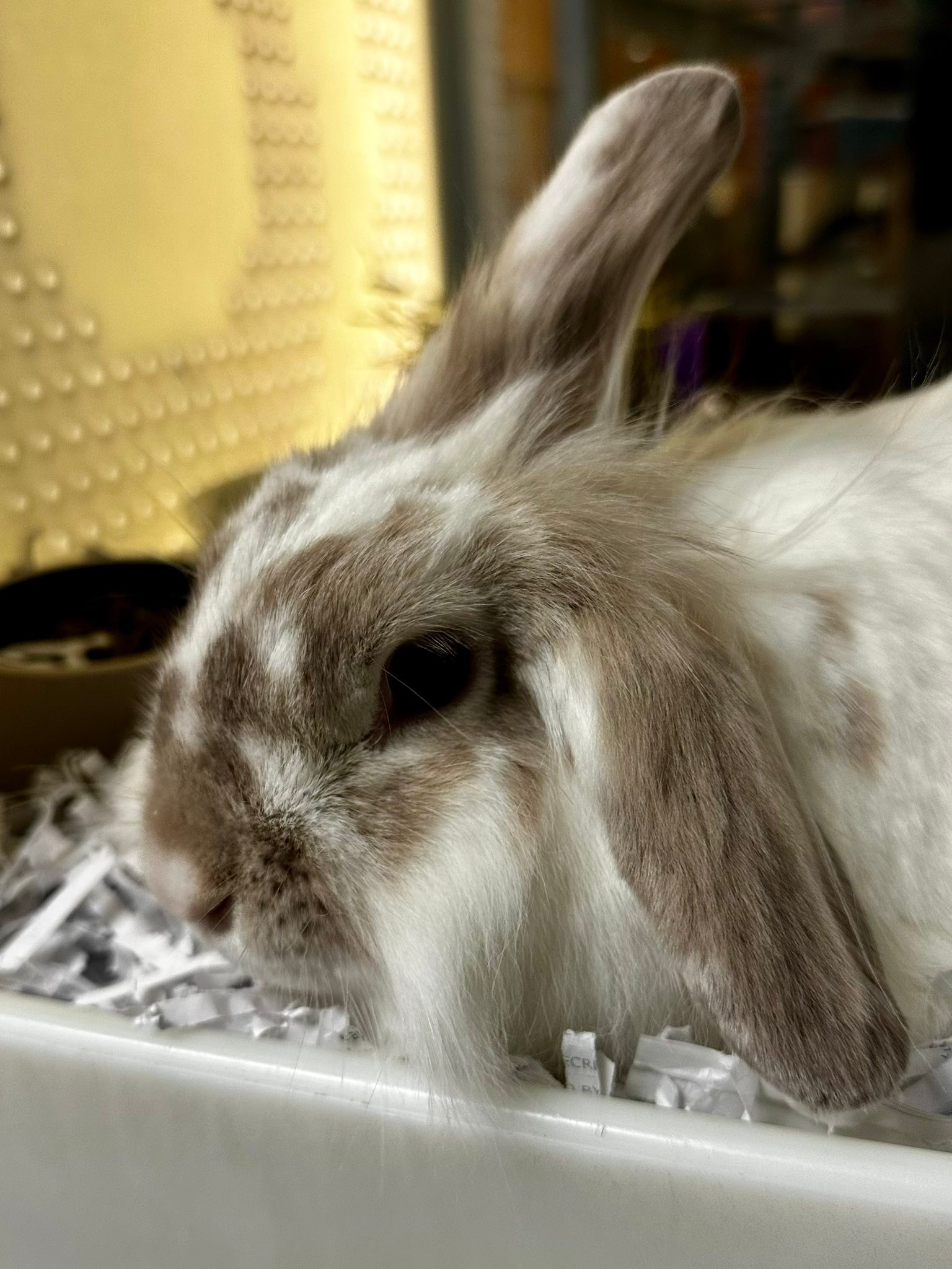 Kansas - Clover, got a second chance 🍀 | Facebook