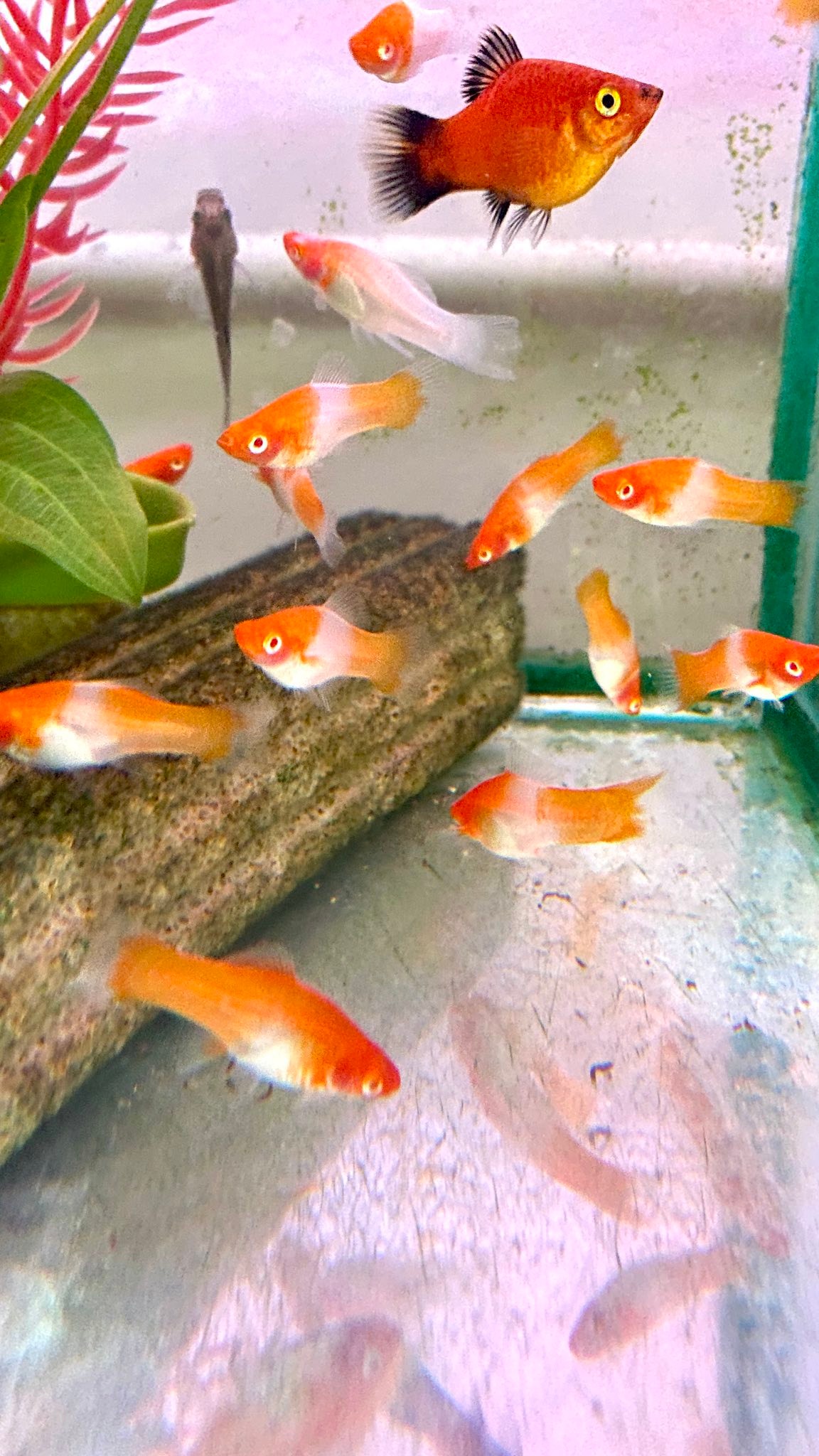 ปลาสิงโต ทะเล ปลาสิงโต (อังกฤษ: Lionfish, Turkeyfish, Firefish ...