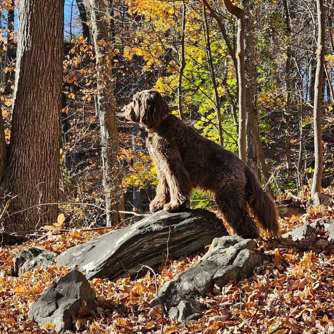 Time for weekend fun and exploring... - Bocker Labradoodle | Facebook