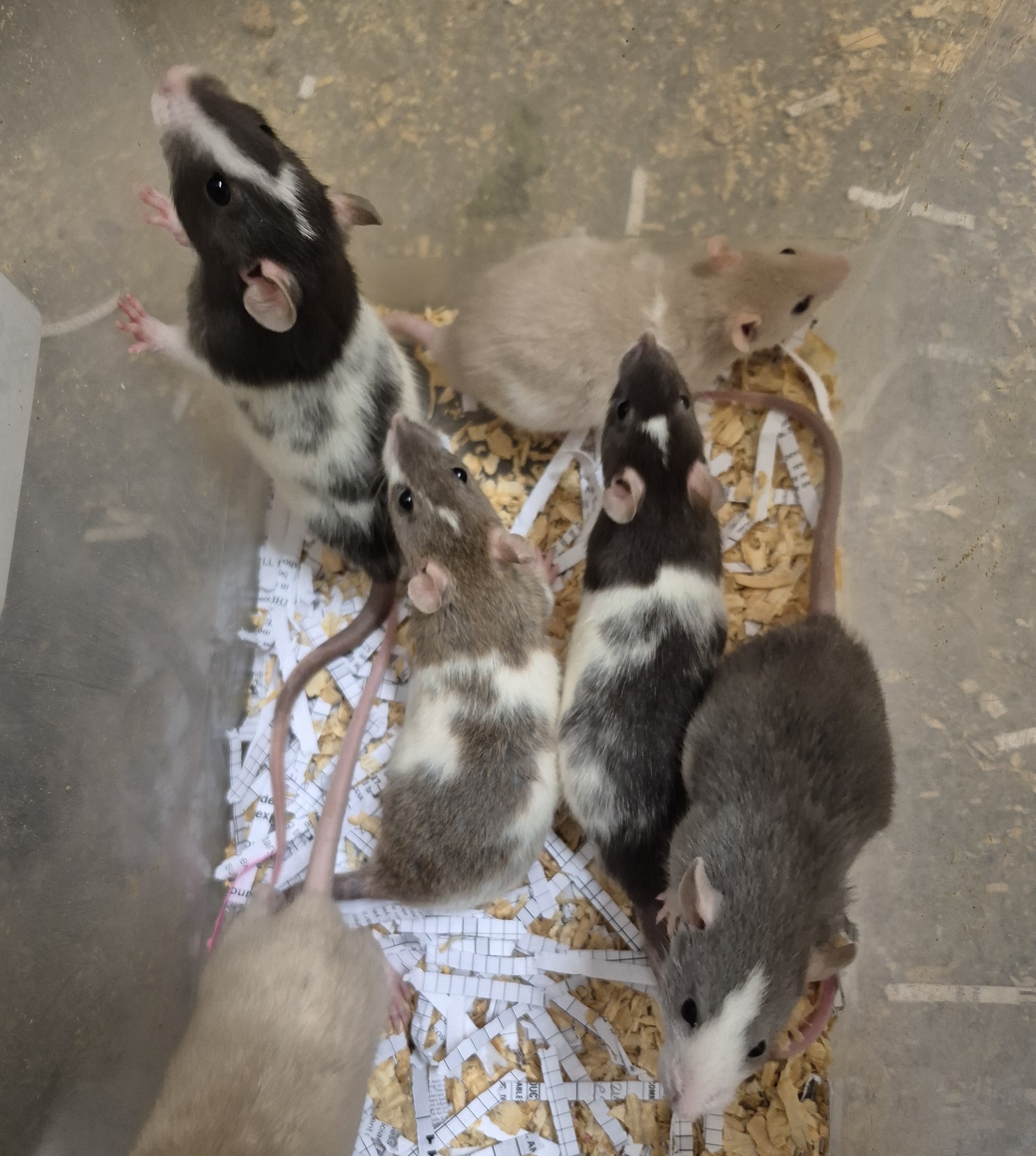 Lamson Rats