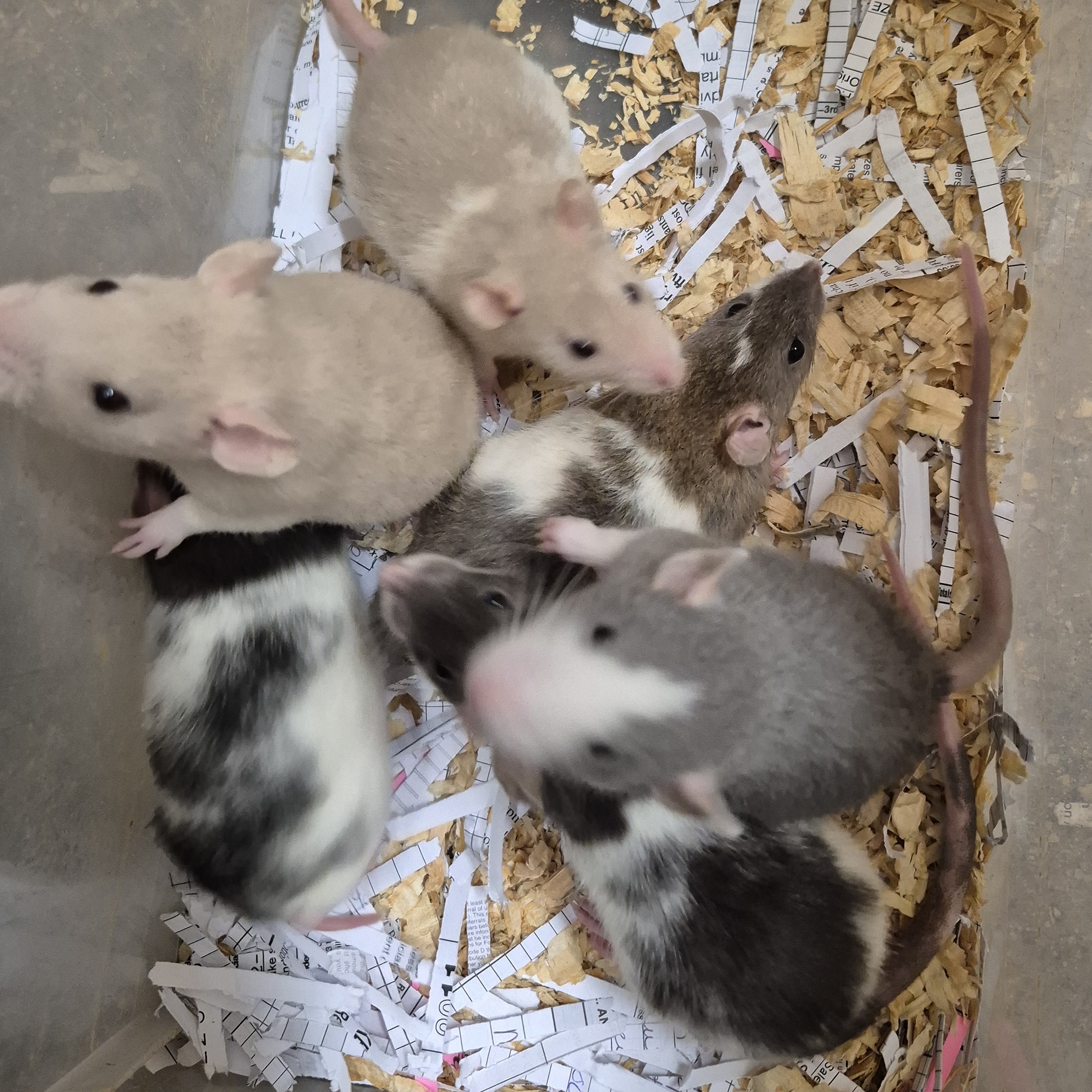 Lamson Rats