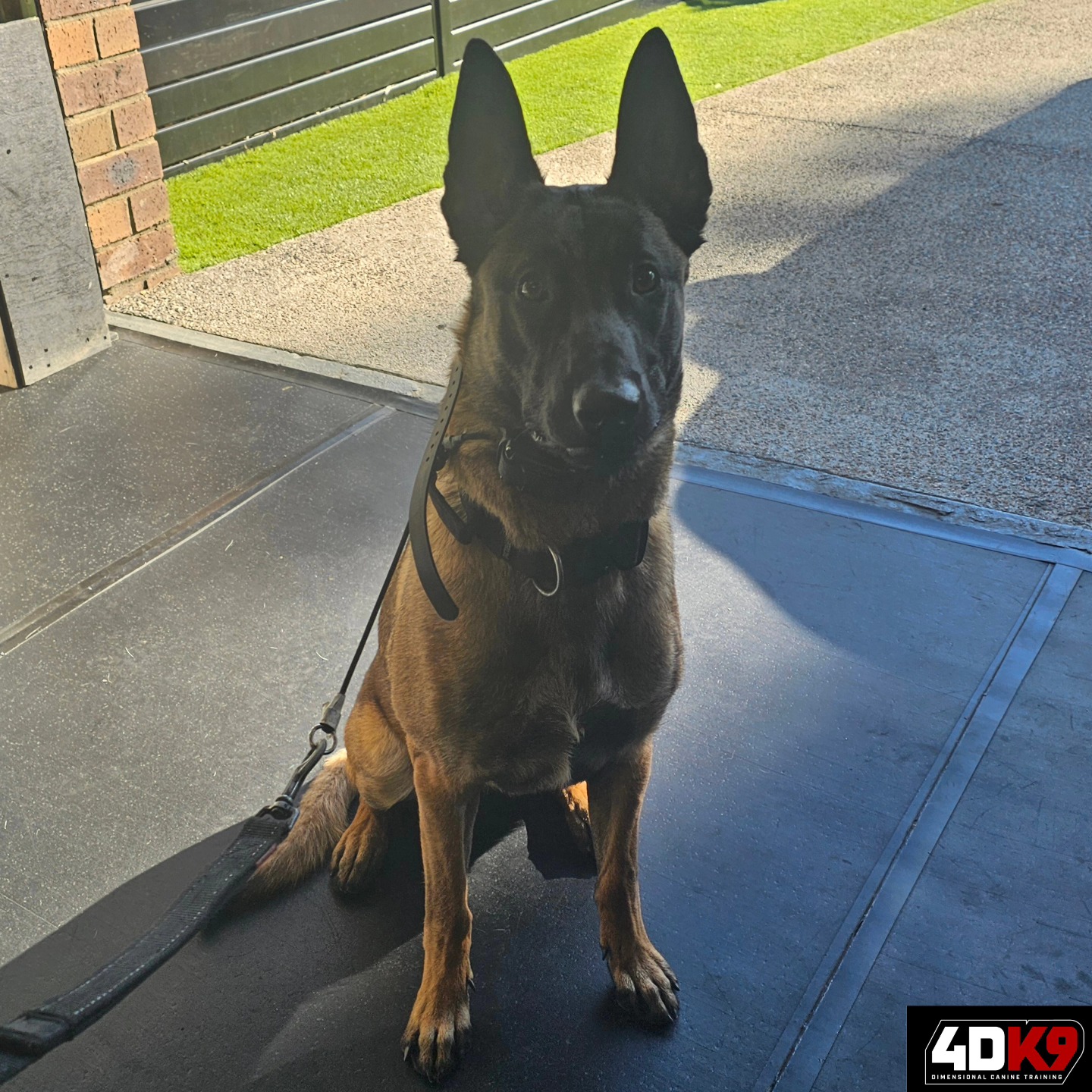 4D - Freya has joined us on our training program, and we will be ...