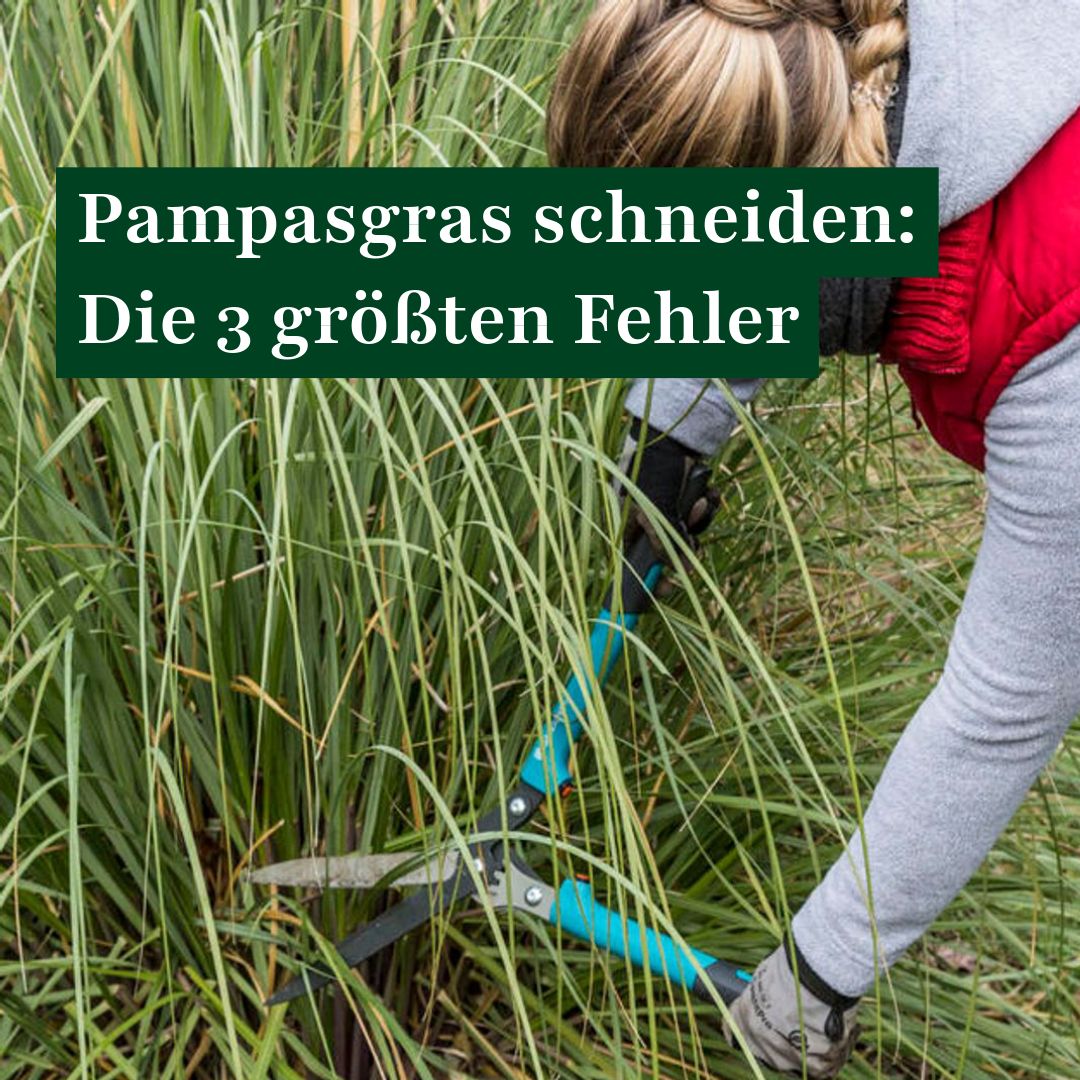Zum Video => https://www.mein-schoener-garten.de/social/pampasgras-schneiden -die-3-groessten-fehler-50653?utm_source=facebook_organic&utm_medium=social&utm_campaign=bildpost_1771012898