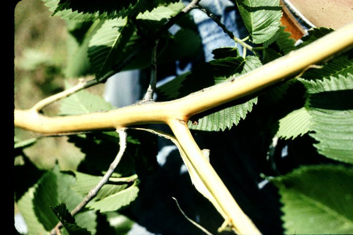 B.F. Forestry - Fun Fact of the Week: Dutch elm disease is... | Facebook