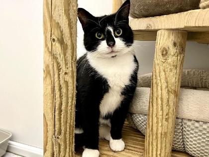 RSPCA - 🌼 Say hello to Daisy 🌼 A sweet and soft natured girl with the ...