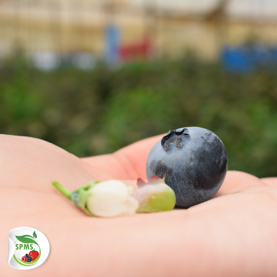 SPMS - Different stages of the blueberry ripening process....