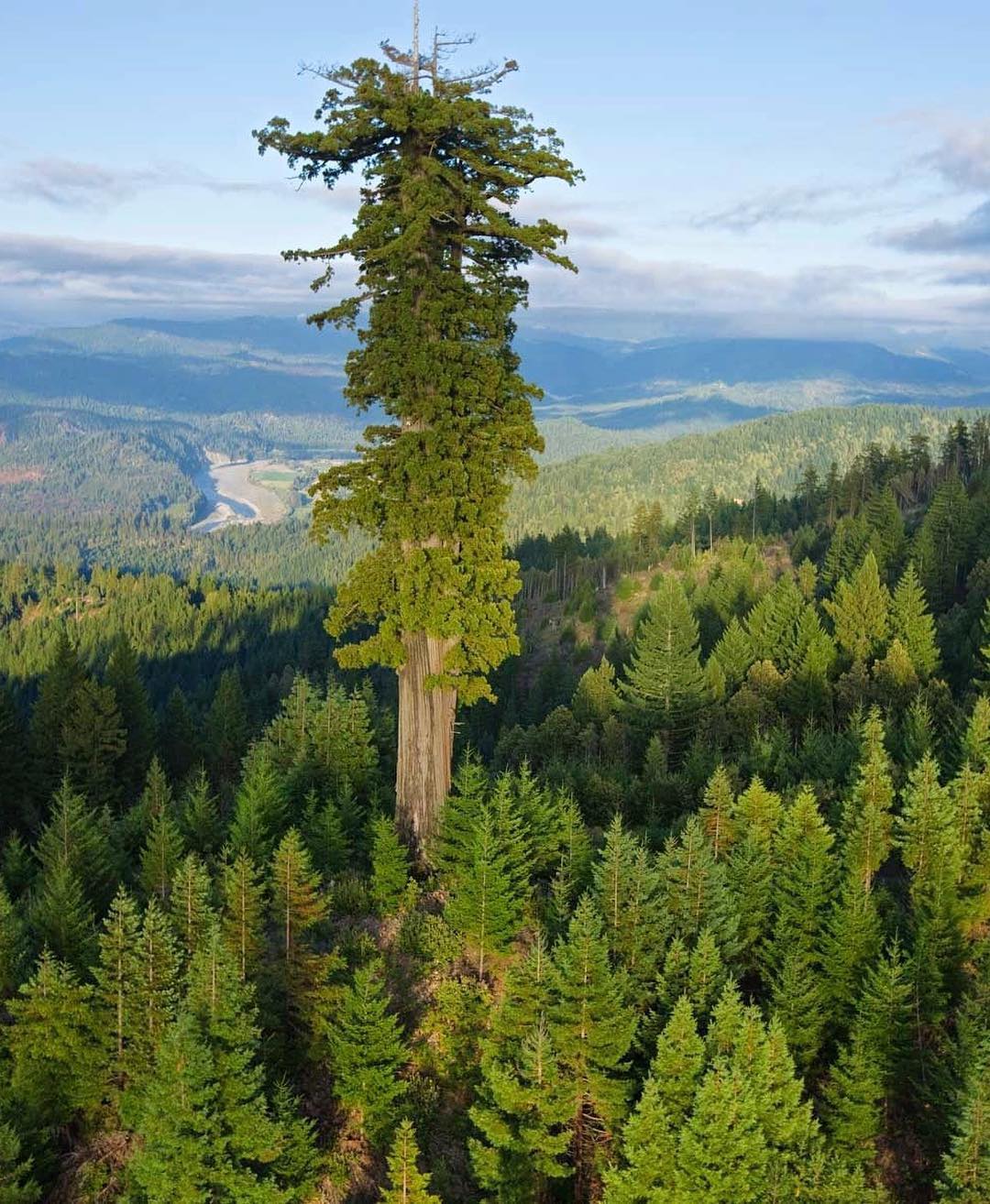 Incredible - This is Hyperion, the tallest tree in the world. A sequoia ...