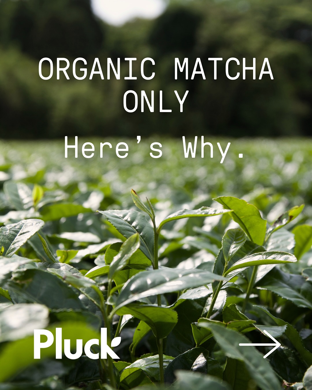 Pluck Tea - 🍵 Not all matcha is created equally When... | Facebook