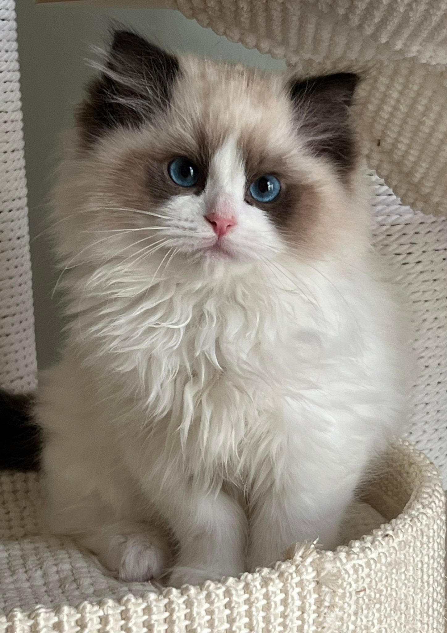 Sad circumstances have made this... - Ring of Fire Ragdolls | Facebook