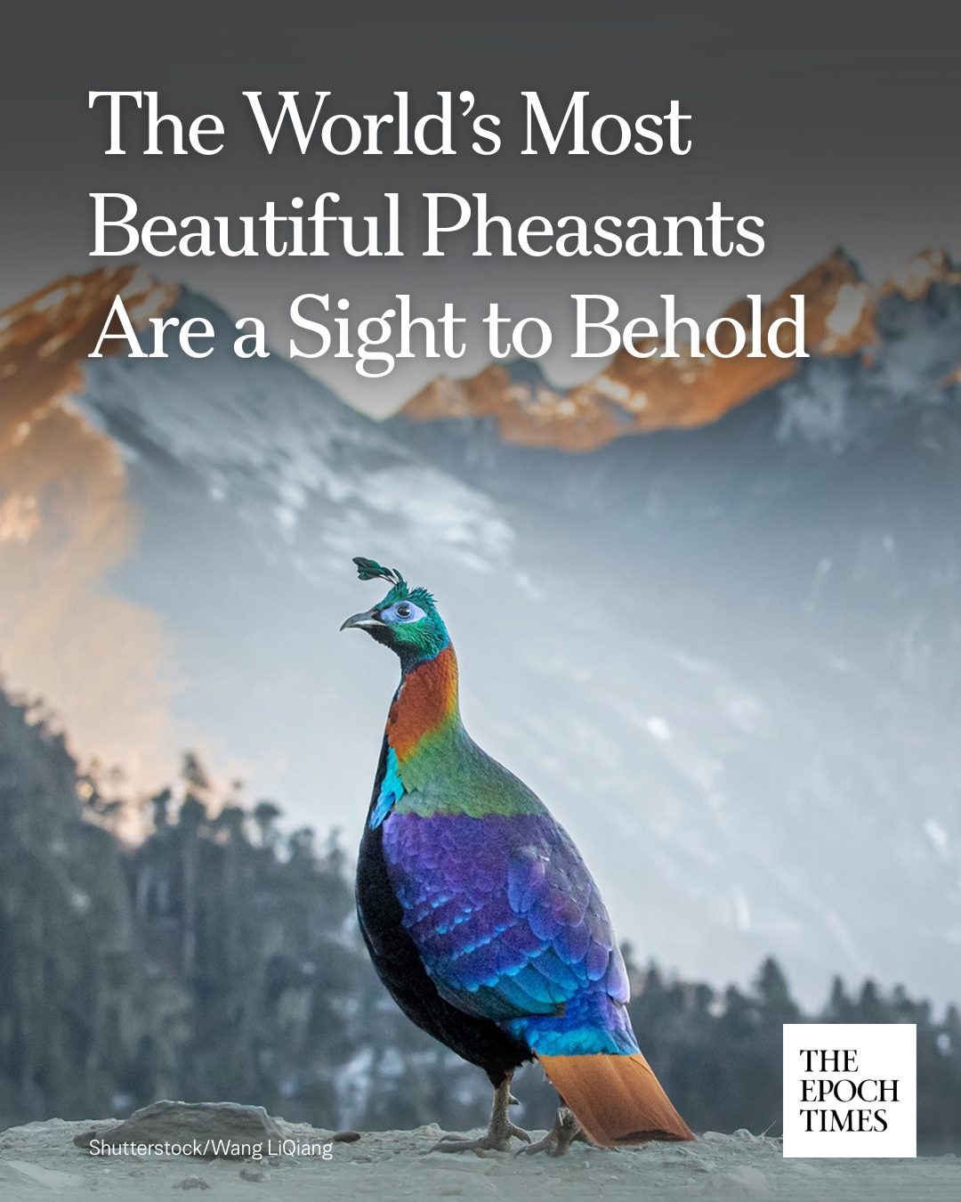 The Epoch - Pheasants display sexual-dimorphism, with males looking ...