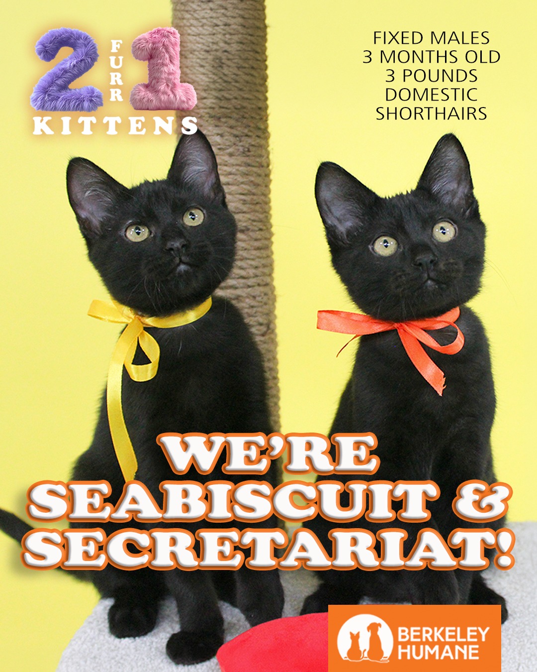 Our 2 Furr 1 kitten adoption special is back Friday, Saturday, and