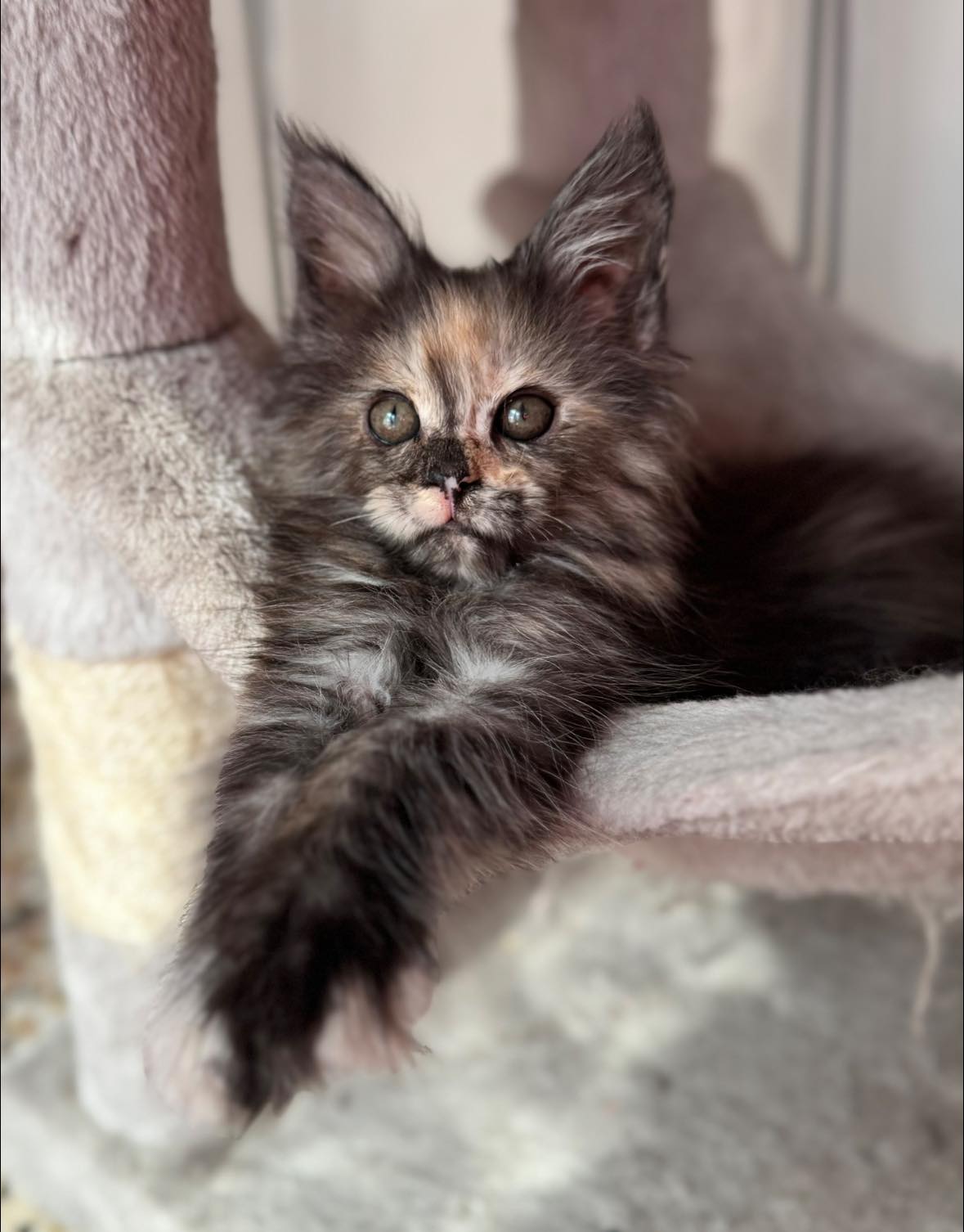 BB Lions - Maine Coon... - BB Lions - Maine Coon Cattery