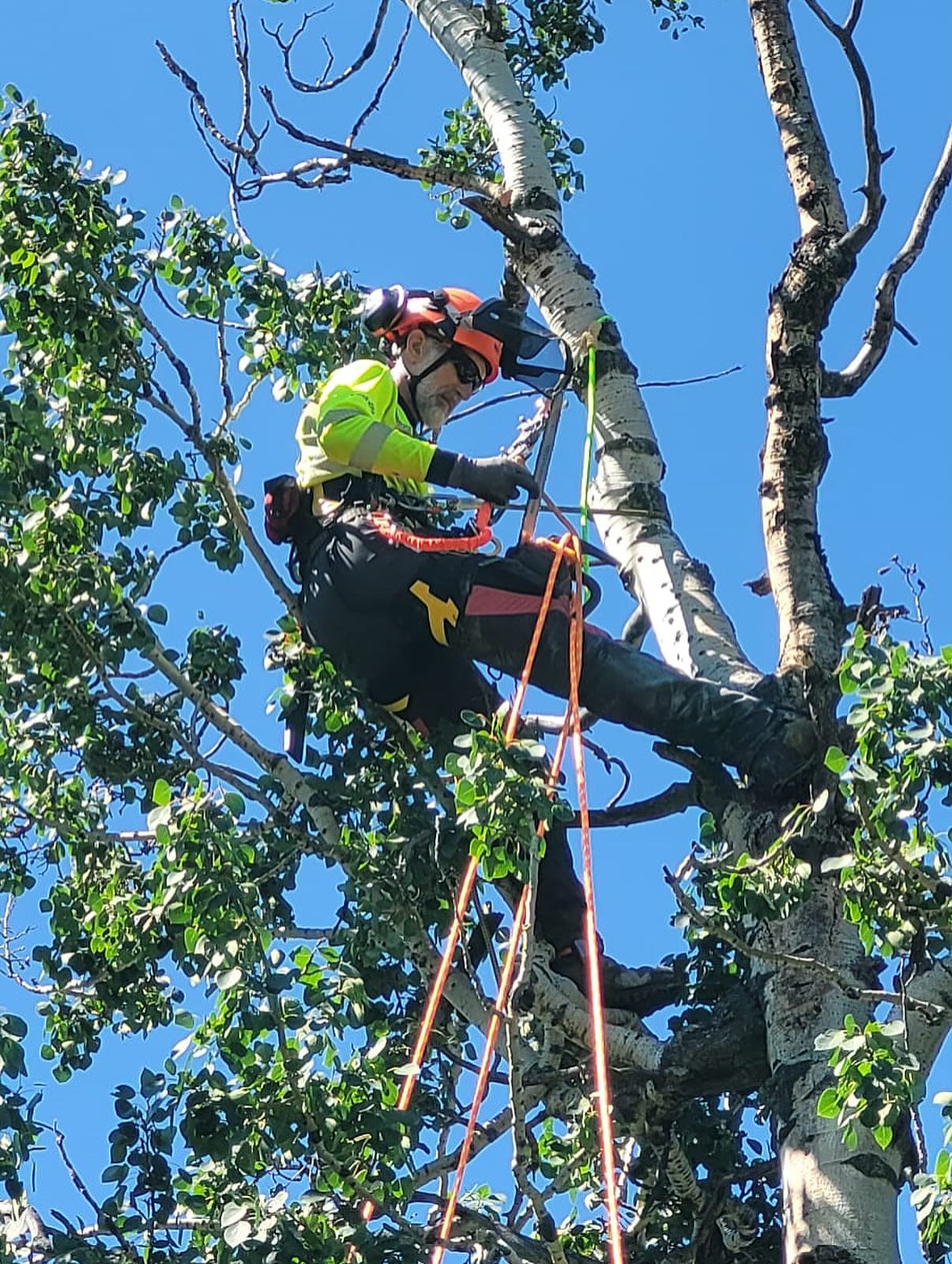Alpine Precision Tree Services LTD. | Canmore AB