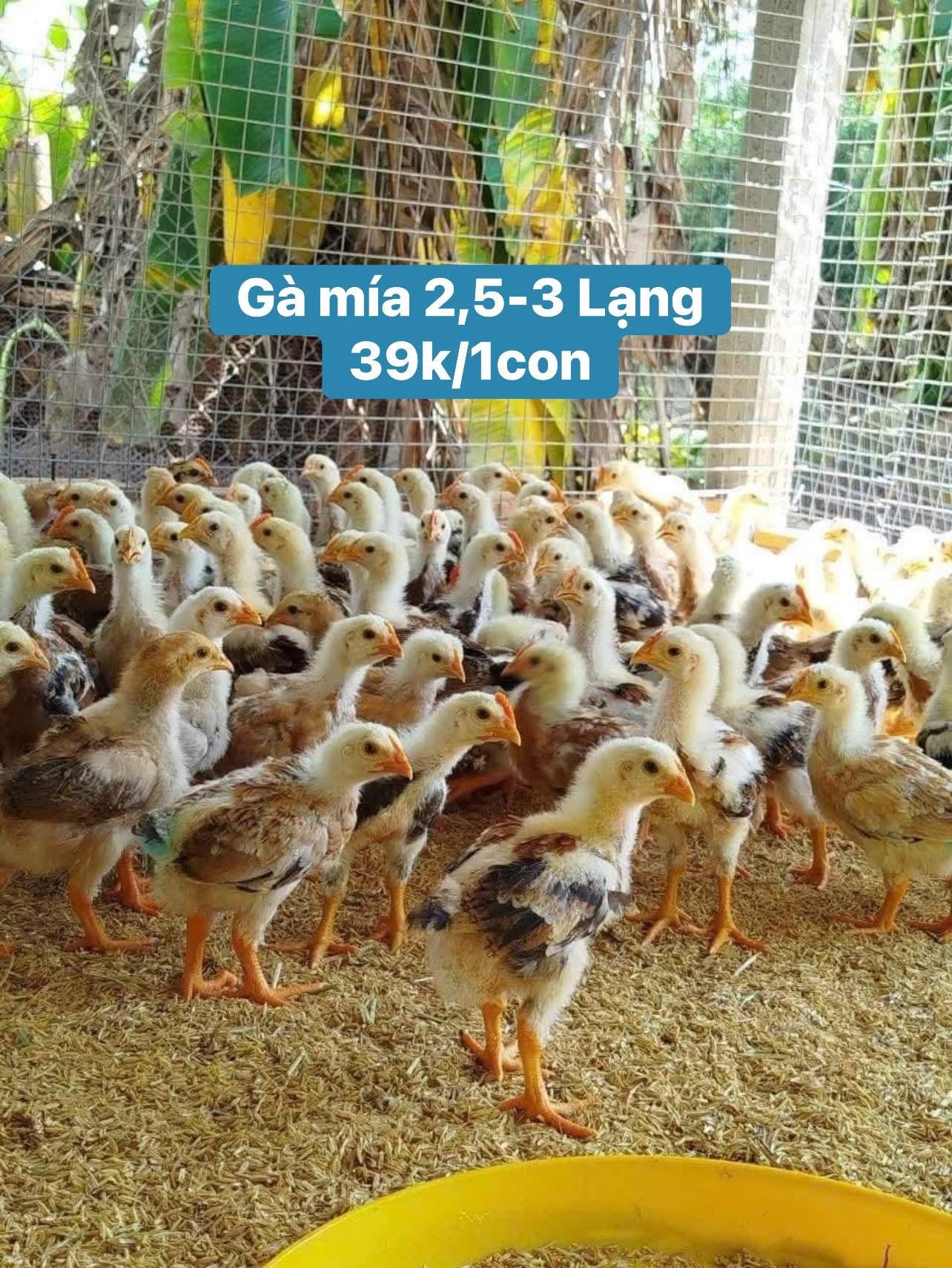 Dân Bà Rịa - Vũng Tàu | 🐓🦆Em có Giống #Gà #Mía, #Gà Nòi, #Vit hòa Lan ...