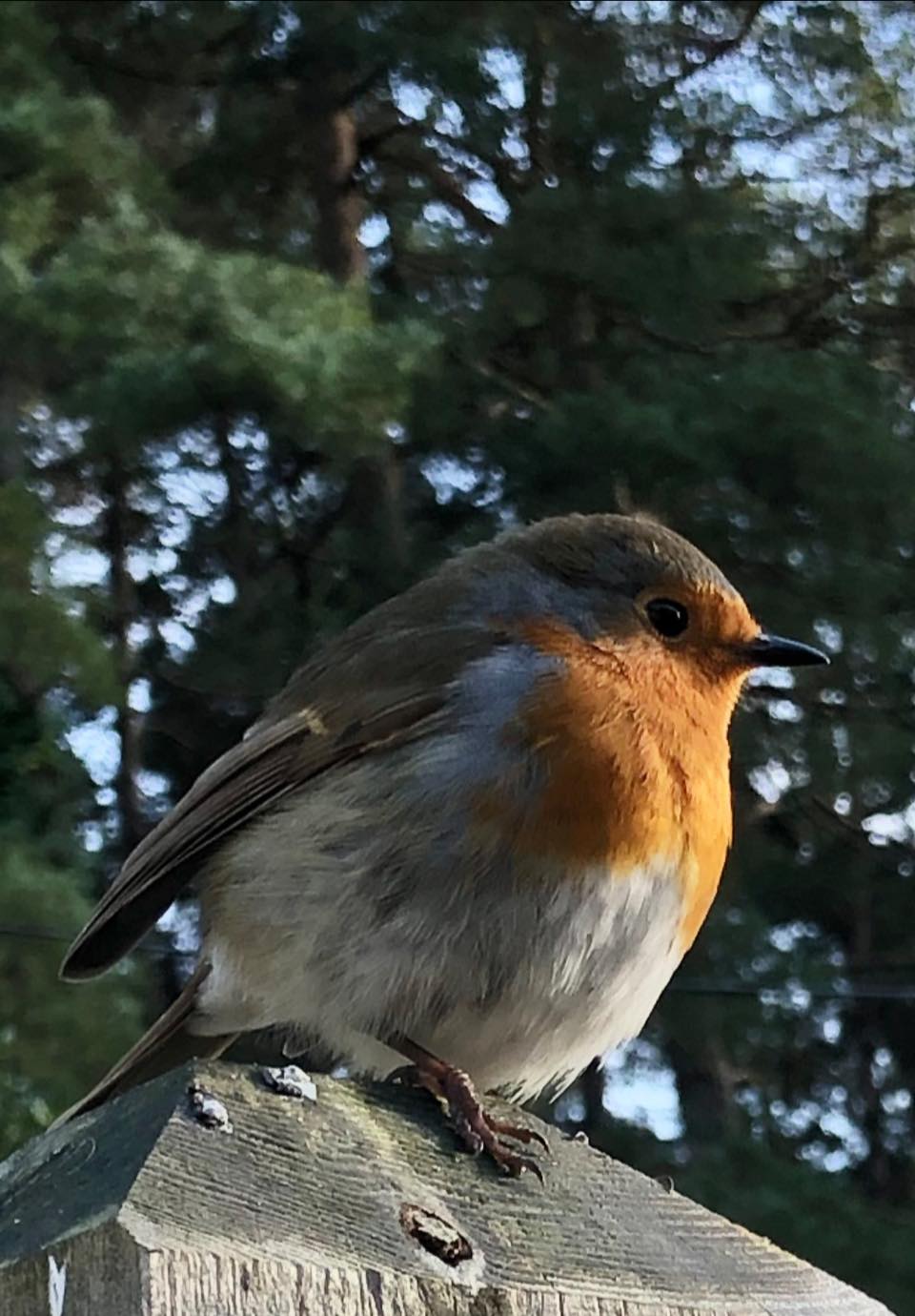 RSPB - Today is National Robin Day, a perfect time to celebrate one of ...