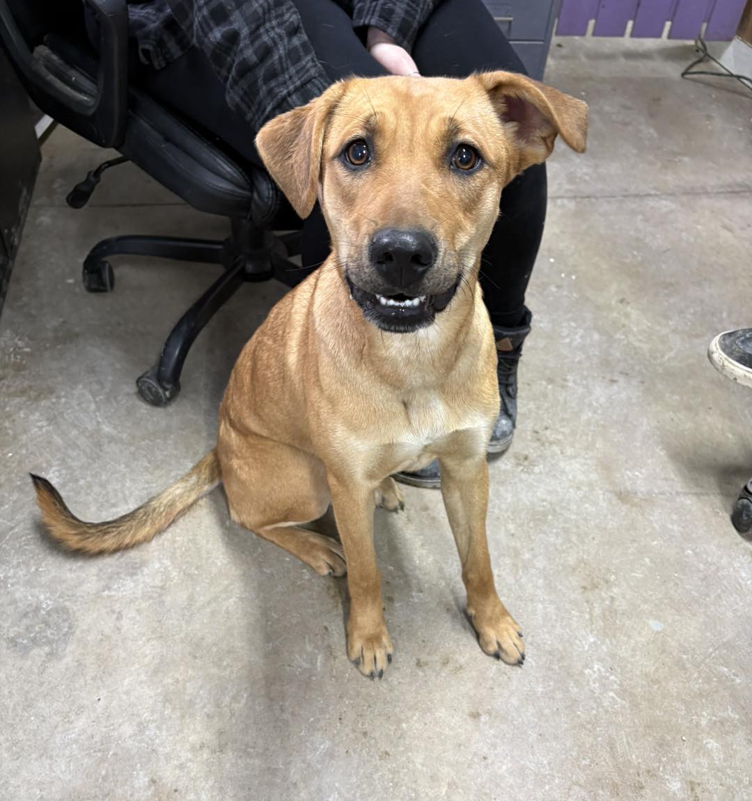 FOUND DOG @ TACO BELL - South, Point... - Pitiful Paws Rescue | Facebook