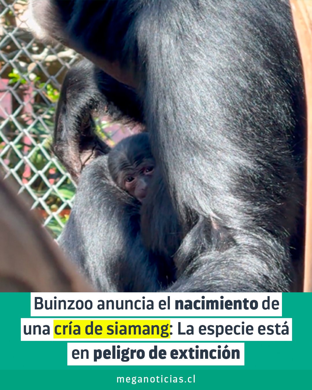 Meganoticias - ¡Qué tierno! 🥰 El Buinzoo celebró el nacimiento de una ...