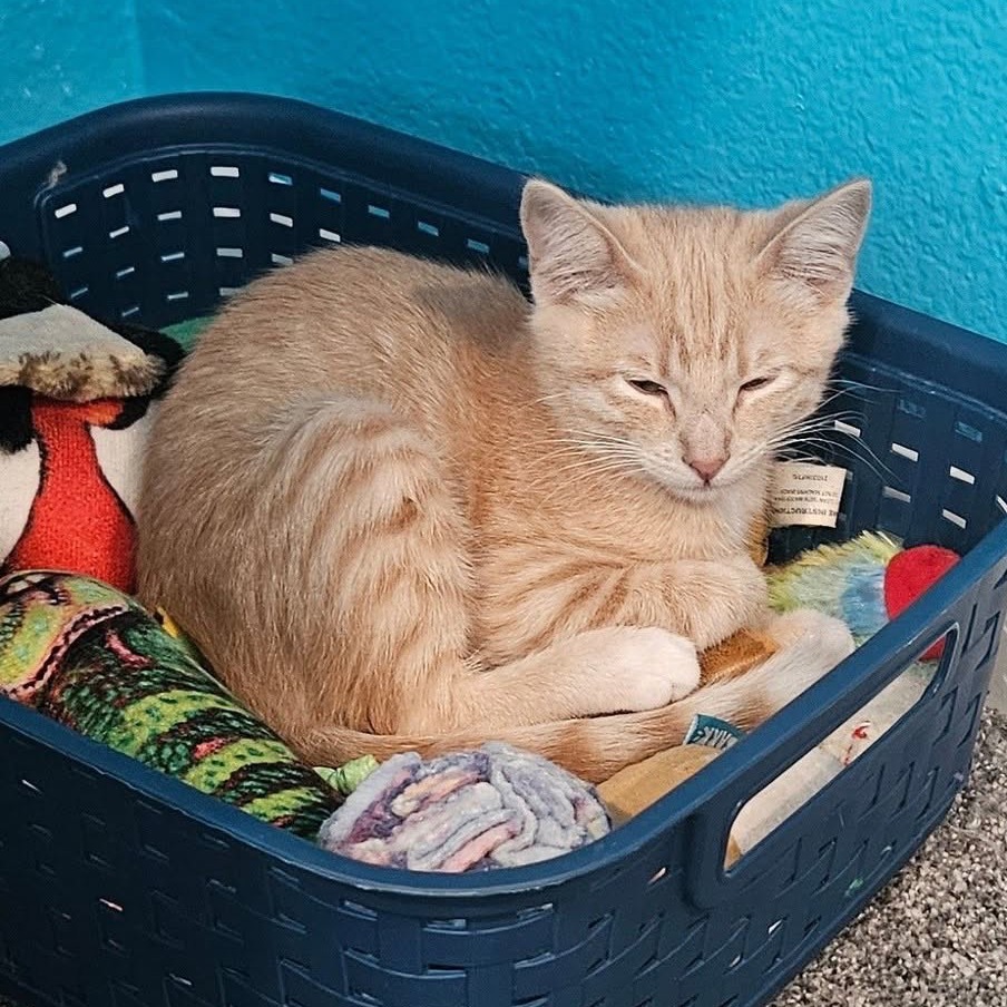 キャットフード yoshi Yoshi 🧡 12 week old orange girl Yoshi got so tired trying to