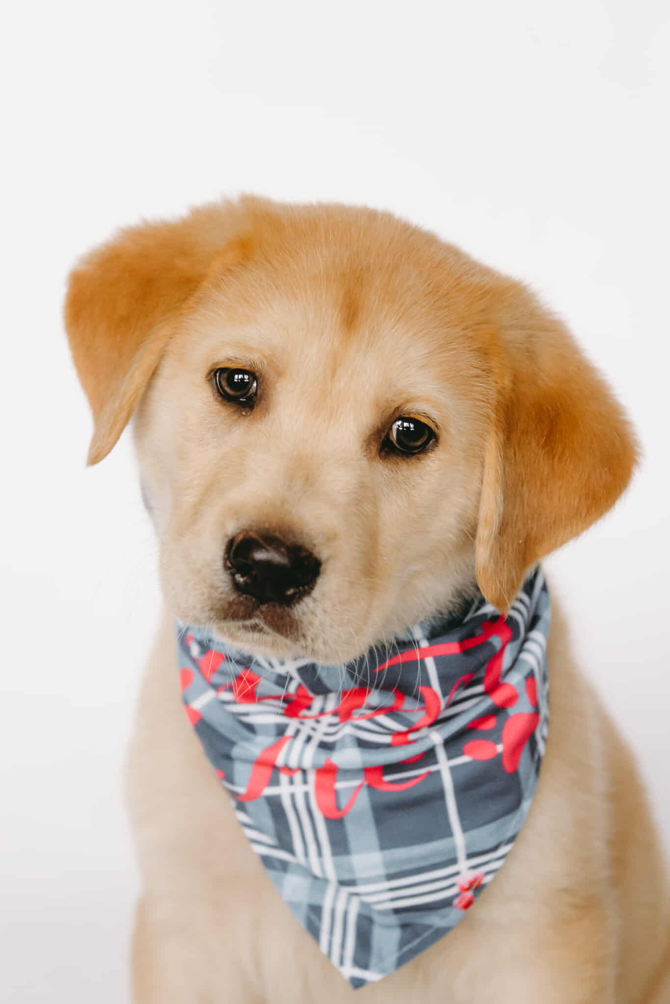 Ruff - Archie https://ruffstartrescue.org/adopt/adoptable-animals/fta ...