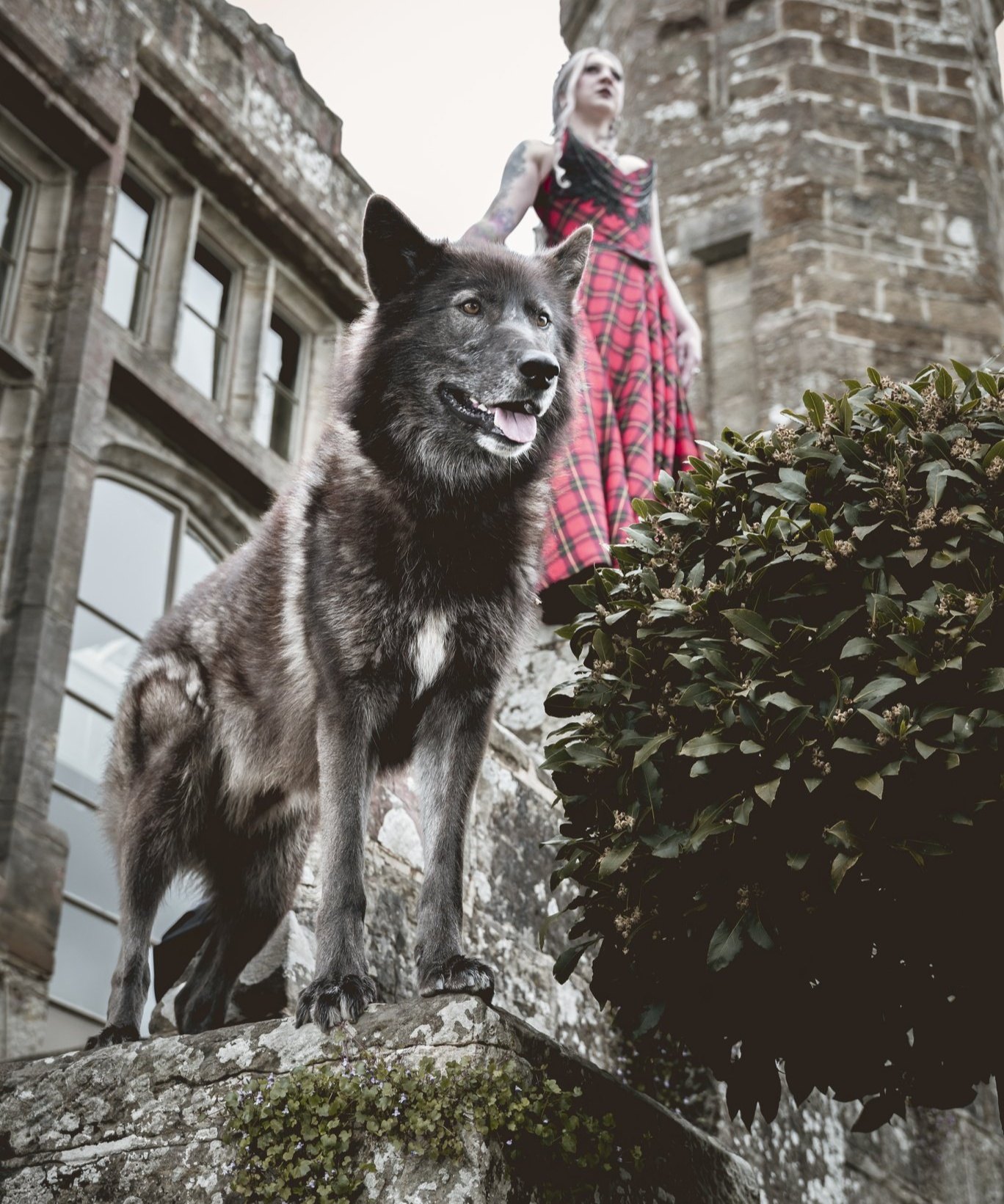 Watermill Wolves Wolfdogs | Bexhill